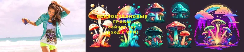 где купить   Сенгилей  Галлюциногенные грибы Magic Shrooms 